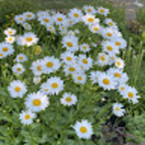 Meet your Posher, Joyce